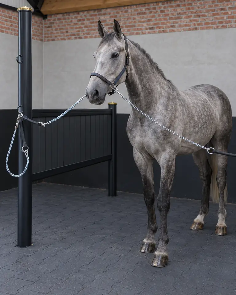 Schimmel aangelijnd in een paardenstal met een vloer van grijze rubber staltegels in H-model